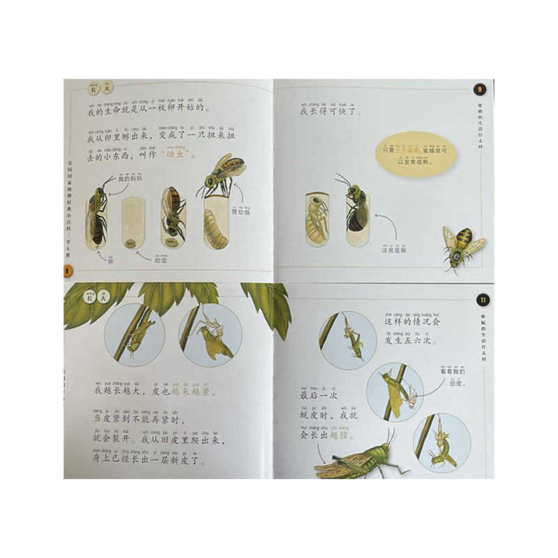 An open children’s science book in Chinese with illustrations showing the life cycles of insects, including a wasp and a grasshopper. The pages feature stages like egg, larva, pupa, and adult, with pinyin and diagrams explaining metamorphosis.
