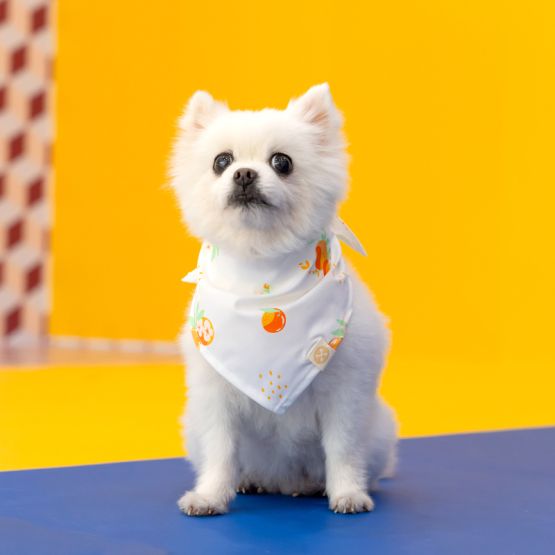 Mandarin Orange Series - Pet Bandana in White (Personalisable)